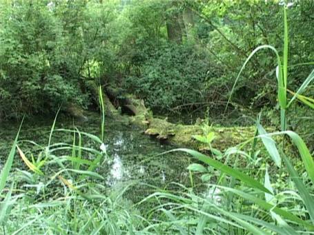 Museum Insel Hombroich : Auenlandschaft im Sommer